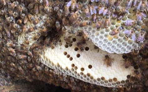 蜜蜂在窗外 築 巢 耳洞可以打哪裡